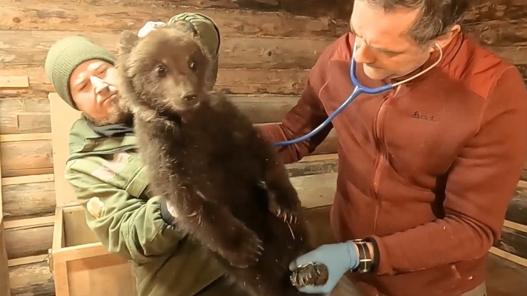 Маленькую медведицу из Новосибирской области тверские биологи назвали Никой - новости ТИА
