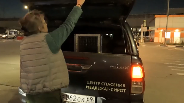 В тверской центр из Новосибирской области доставили медвежонка-сироту - новости ТИА