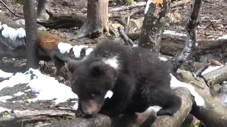 Тверские биологи опубликовали видео знакомства подопечных медвежат с лесом - новости ТИА