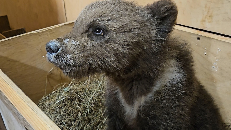 В центре спасения выхаживают брошенного медвежонка из Псковской области - новости ТИА