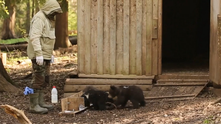 В тверском Центре медвежата-сироты активно едят кашу и пытаются напугать биологов - новости ТИА