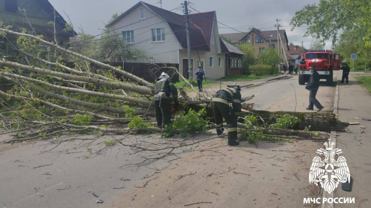 В Твери на проезжую часть улицы Коробкова рухнуло дерево - новости ТИА