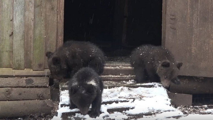 Биологи Пажетновы показали реакцию медвежат на первый в их жизни снег - новости ТИА