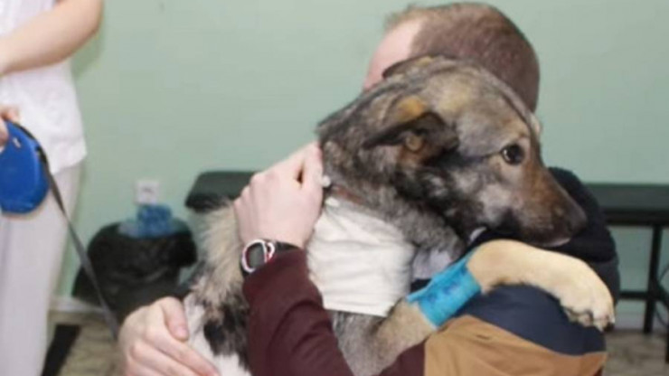 В Твери волонтёры спасли собаку с вросшей в шею веревкой - новости ТИА