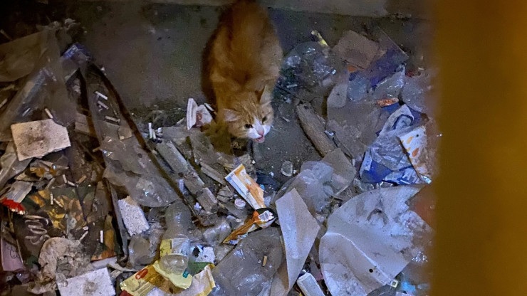 В Твери спасли кошку, провалившуюся в подвальное окно - новости ТИА