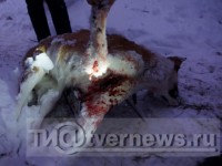Экспертиза трупа собаки Тайги показала: животное погибло от огнестрельного ранения и множественных ударов ножом 