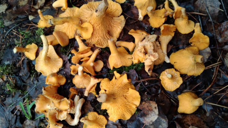 Тверской грибник рассказал, какие грибы растут в ноябрьском лесу - новости ТИА