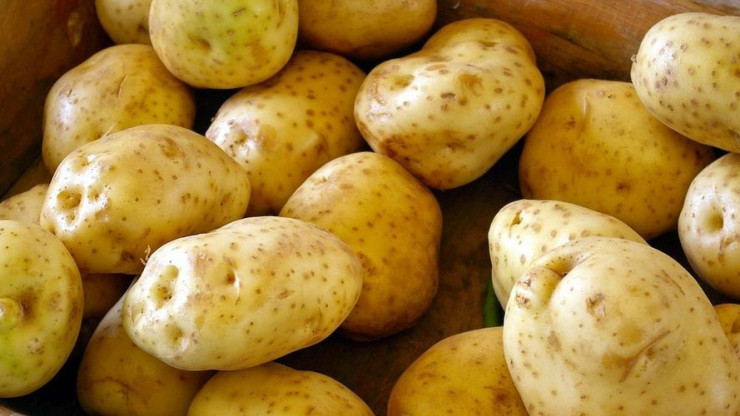 365 тонн тверского картофеля отправили в другие регионы за неделю - новости ТИА