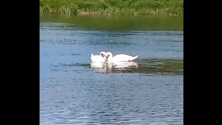 Жители Ржева сняли на видео пару плавающих в Волге лебедей - новости ТИА