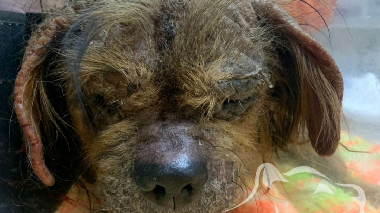 В Твери хозяева выбросили больную собачку на помойку умирать - новости ТИА