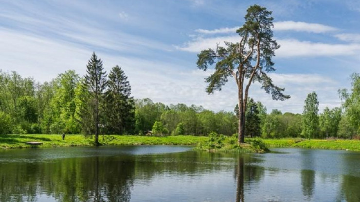 Жители Тверской области могут сфотографировать дерево и выиграть деньги - новости ТИА