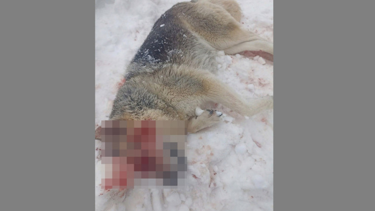 В Тверской области 20-летний парень пойдет под суд за жестокое убийство собаки - новости ТИА