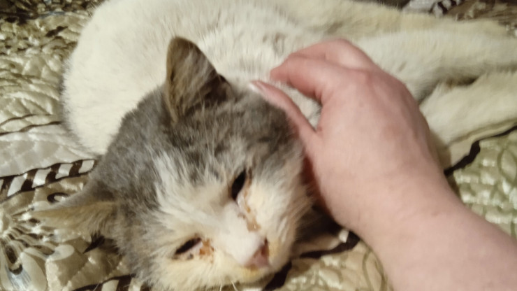 Активисты просят помощи в отлове кошек, оставшихся после смерти хозяйки в Фомино - новости ТИА