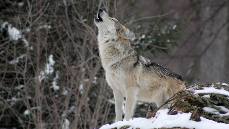 В Тверской области обнаружили волка, болевшего бешенством - новости ТИА