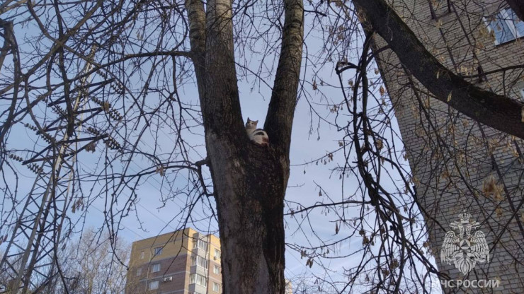 В Твери спасатели сняли кота с дерева - новости ТИА