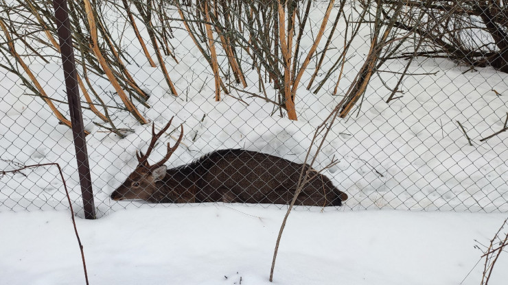 В Тверской области в национальном парке мучительно умирают животные - новости ТИА