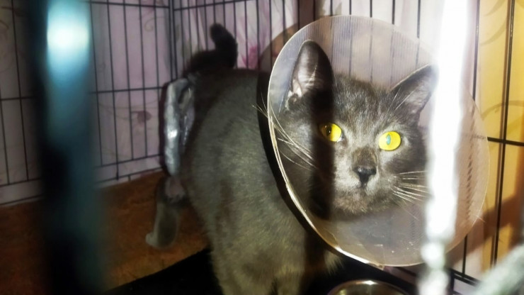 В Осташкове неизвестный живодёр изувечил дворового кота - новости ТИА