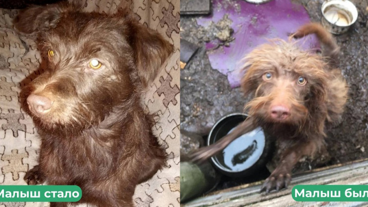 Волонтеры показали, как выглядят спасенные из "концлагеря" под Тверью собаки - новости ТИА
