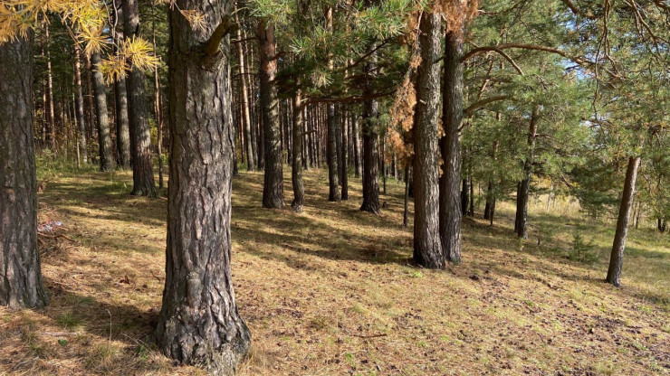 Минлеса Тверской области: вырубка на территории Монастырского леса не ведётся - новости ТИА
