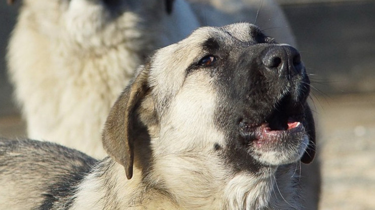 Ветеринарная служба не нашла собаку, напавшую на двух человек в Твери - новости ТИА
