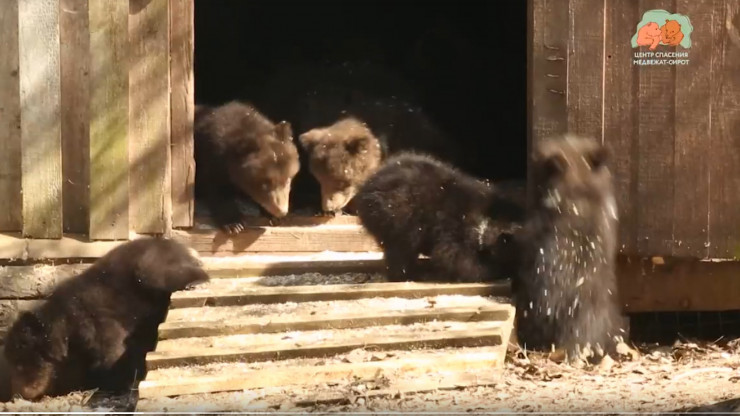 В Тверской области медвежата осваиваются в лесном домике - новости ТИА