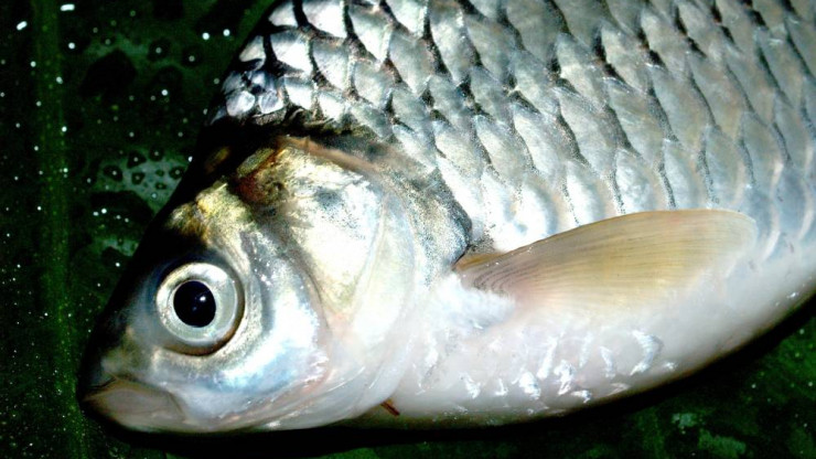 В Тверской области наказали двух браконьеров за ловлю рыбы в нерест - новости ТИА