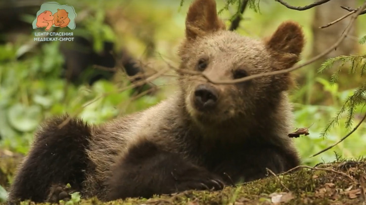 Тверской Центр спасения медвежат опубликовал новое видео о жизни подопечных - новости ТИА