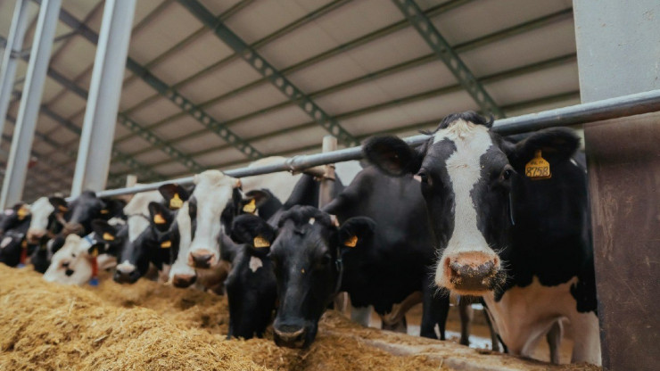 Хозяйства Тверской области перевыполнили план заготовки корма для скота - новости ТИА