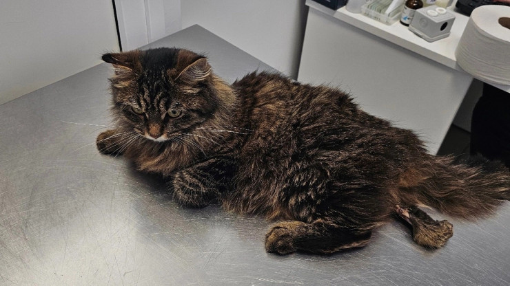 В Твери прооперировали взятую с АЗС кошку с переломом и некрозом лапы - новости ТИА