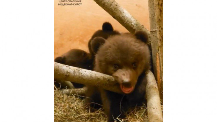 Биологи Центра спасения медвежат-сирот опубликовали новое видео своих подопечных - новости ТИА