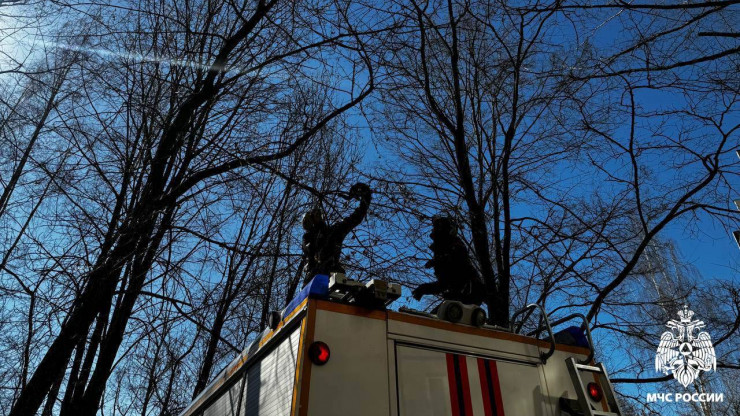 В Твери спасатели МЧС сняли с дерева очередного мартовского кота - новости ТИА