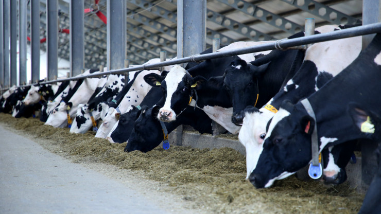 Сельхозпредприятия Тверской области нарастили объемы производства молока - новости ТИА