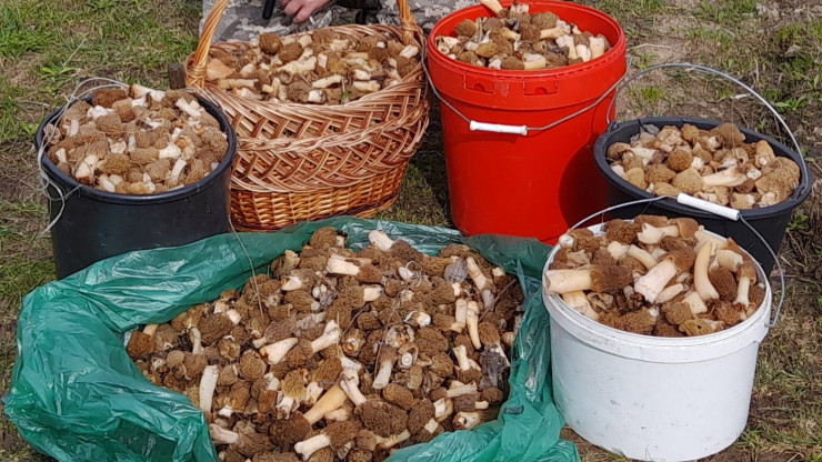 Апрельский рекорд: житель Нелидово собрал шесть ведер грибов - новости ТИА