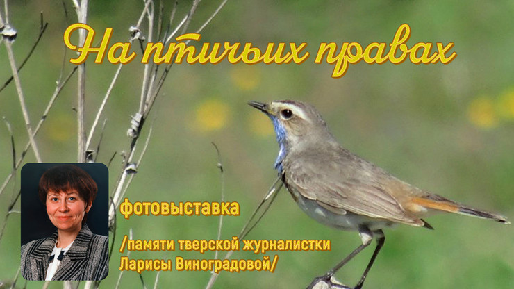 В Твери откроется фотовыставка "На птичьих правах" - новости ТИА