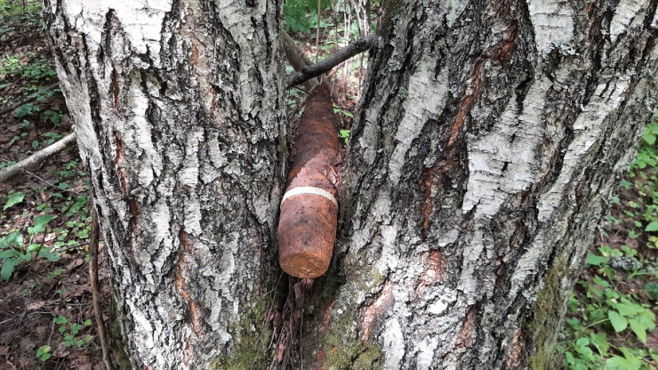 В Тверской области грибник нашел в березе снаряд - новости ТИА
