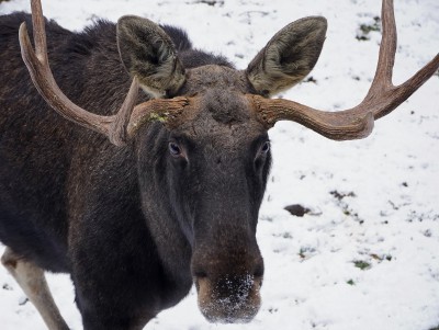 После закрытия сезона охоты на лося в области задержали 11 браконьеров - новости ТИА