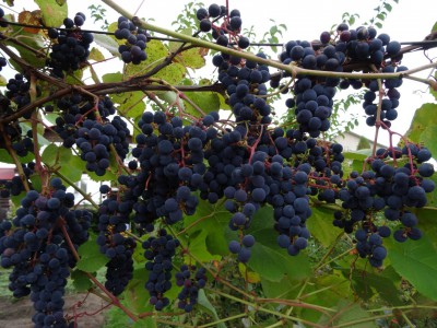 В любой год с урожаем: тверской садовод выращивает 70 сортов винограда    - новости ТИА