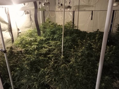 В доме жителя посёлка Овсище нашли ферму по выращиванию марихуаны - новости ТИА