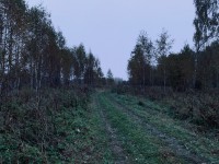 В Тверской области всю ночь волонтёры искали в лесу пропавших мужчину и женщину - новости ТИА