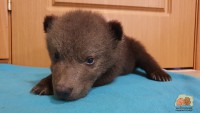 В Центре спасения медвежат-сирот малыши стали делать первые шаги - новости ТИА