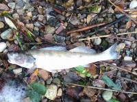 В городе Конаково в Волге гибнет рыба  - новости ТИА