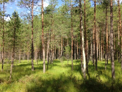 В Тверской области утвердили границы 15 особо охраняемых природных территорий - новости ТИА