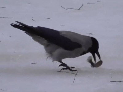 В Тверской области ворона устроила подлёдную рыбалку - новости ТИА