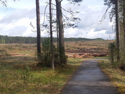 Лес в Торопецком районе вырубает Министерство обороны: ответ на народную новость - новости ТИА