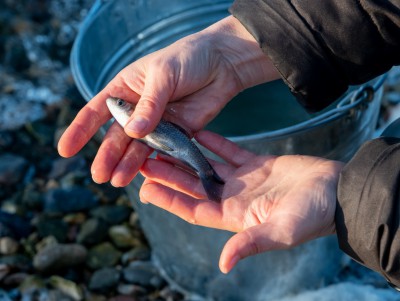 Почти две тонны молоди рыбы выпущено в озера–охладители Калининской АЭС  - новости ТИА