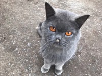 Странный кот из поселка Заволжский обрёл семью - новости ТИА