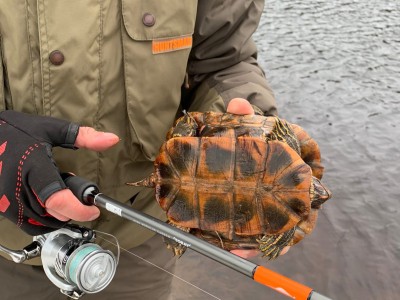 В Тверской области  Селижаровском районе рыбаки поймали черепаху - новости ТИА