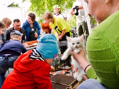 13 бездомных собак и кошек нашли дом на фестивале "Площадь добра" - новости ТИА