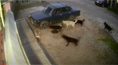 В Твери свора бездомных собак загрызла кота - новости ТИА