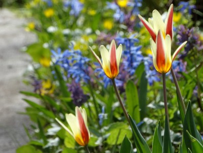 В ботаническом саду Твери расцвели первые нимфейные тюльпаны  - новости ТИА